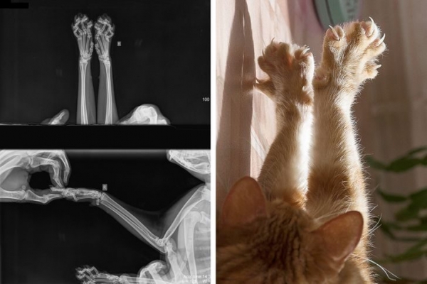 15 рентгеновских снимков, которые позволяют в буквальном смысле заглянуть в суть вещей