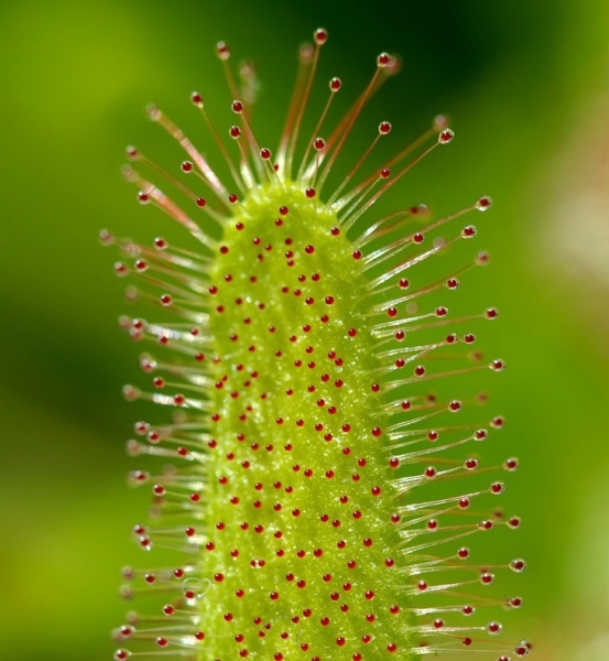 22 реально существующих растения, которые напоминают результат неудачного эксперимента генетиков