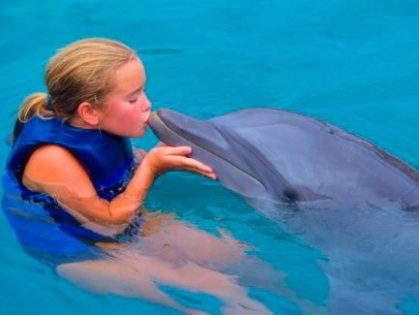 Досье на дельфина