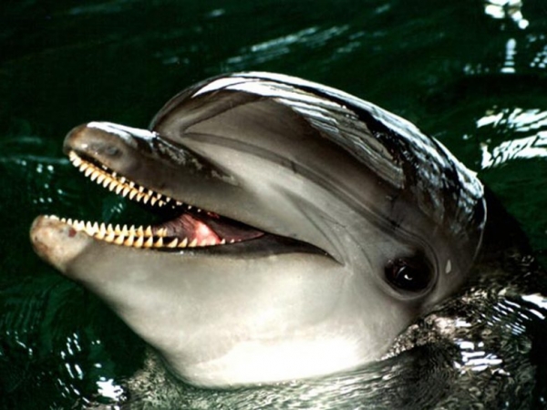 Досье на дельфина