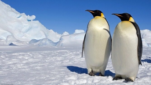 20 чудесных фактов о пингвинах