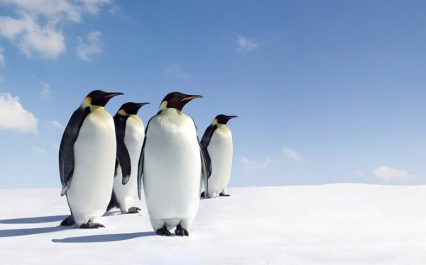 20 чудесных фактов о пингвинах