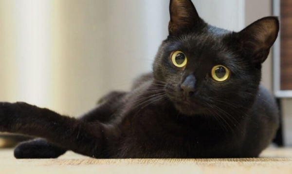 Вопрос на засыпку: почему полностью чёрных котов почти не бывает в природе?